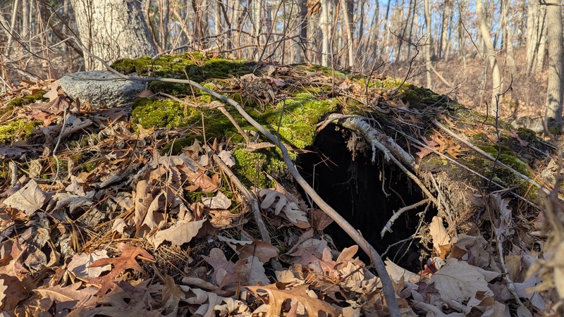 A mossy hollow below a tree that looks like a hobbit home