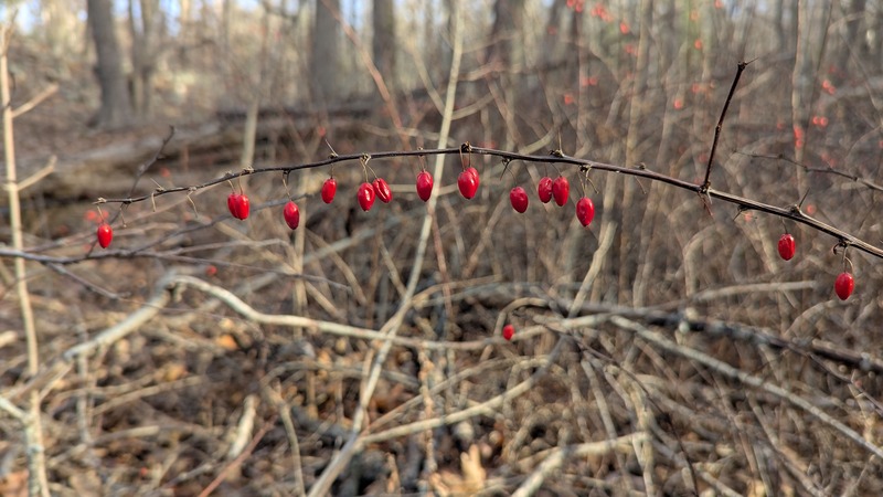 A thin branch with dangling red berries