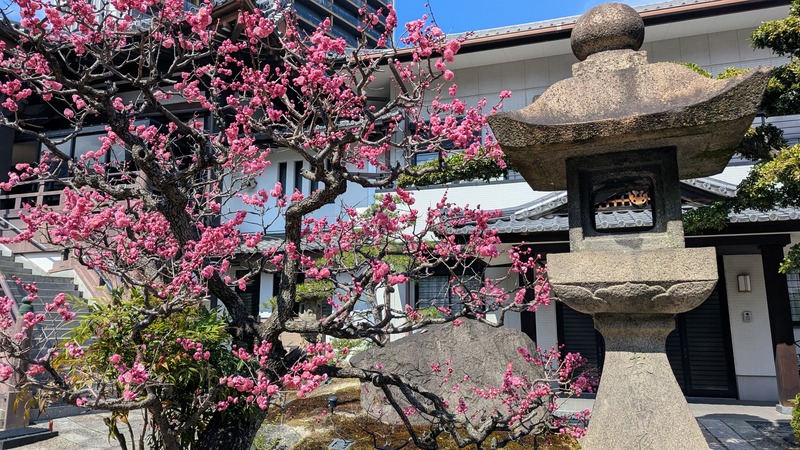 Cherry blossoms in front of a Japanese shrine