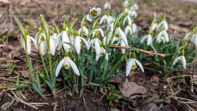 The first small white flowers of spring