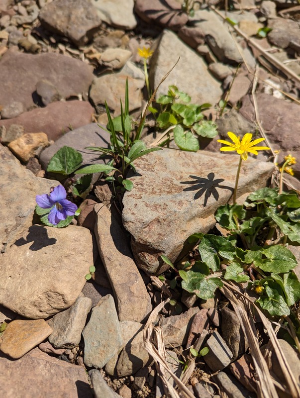 Two wildflowers: a violet and a yellow flower growing between rocks