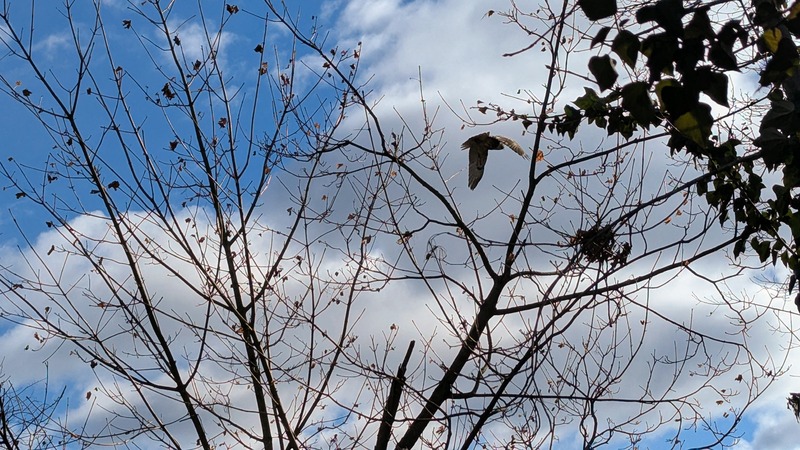 The hawk flies off between the tree branches