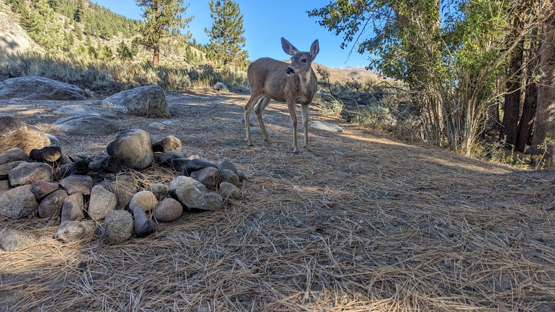 A wild deer peers curiously towards the camera in a campsite 