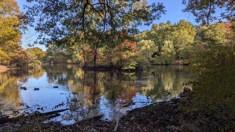 A pond surrounded by colorful trees with fall foliage, and ducks swimming on the smooth surface of the water