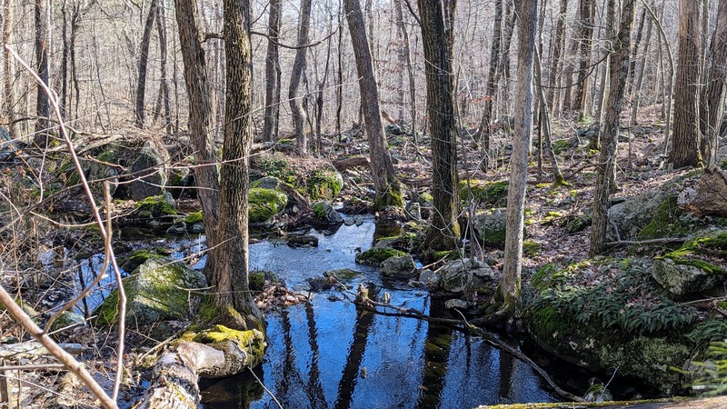 A stream flows through the woods with mossy rocks and tree trunks