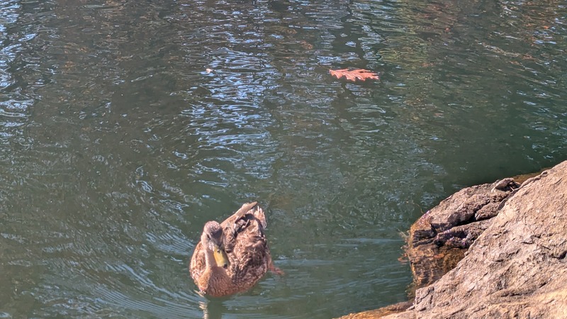 A duck swimming near a leaf in a pond