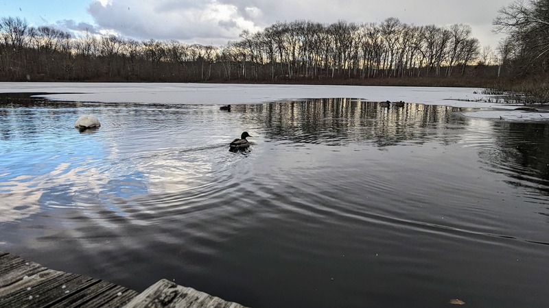 Ducks and a swan float on a pond where the clouds are reflected on the water