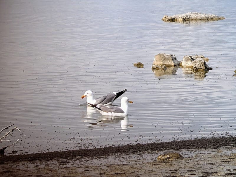 Two California Gulls float on Mono Lake with a dense patch of alkali flies in the foreground