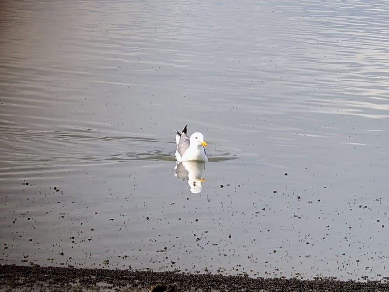 A California Gull floats on Mono Lake with their reflection mirroring them in the water's surface
