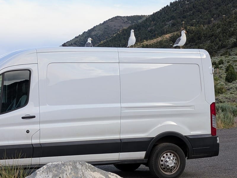 Three California Gulls standing on top of our van, looking like an emo album cover