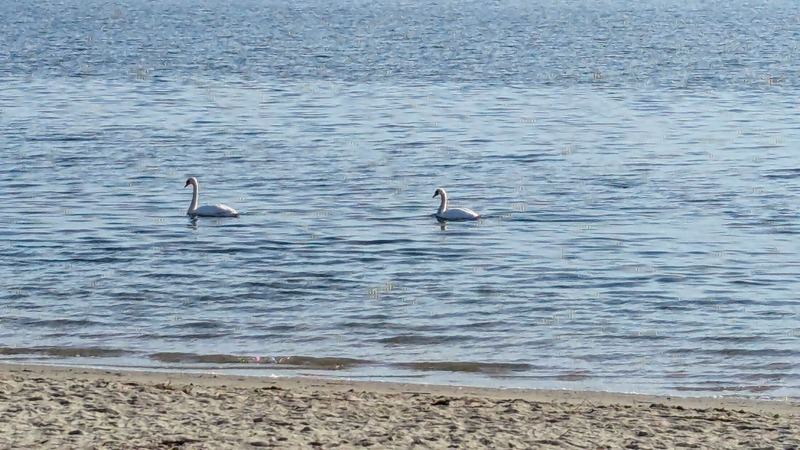 Two swans swimming together next to a sandy beach
