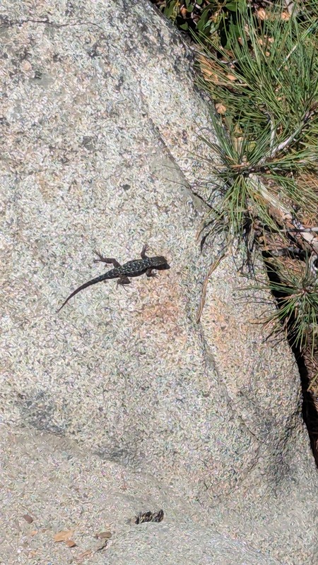 A lizard sitting on a smooth rock