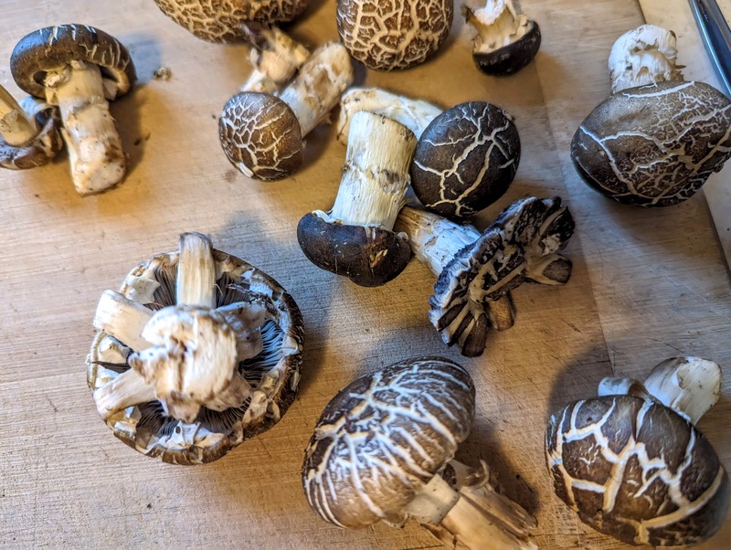 Several winecap mushrooms on a wooden cutting board