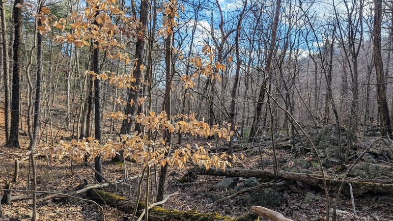 A small beech tree in wintertime with brown leaves still on the branches, among leafless trees.