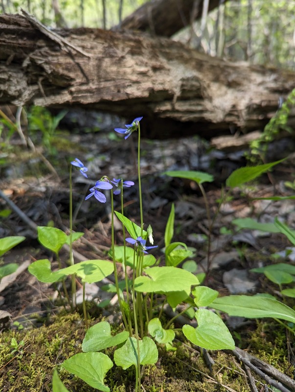 A close up photo of a blue wildflower on a long stem