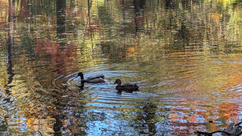 Two mallard ducks swimming in a pond with fall foliage reflected
