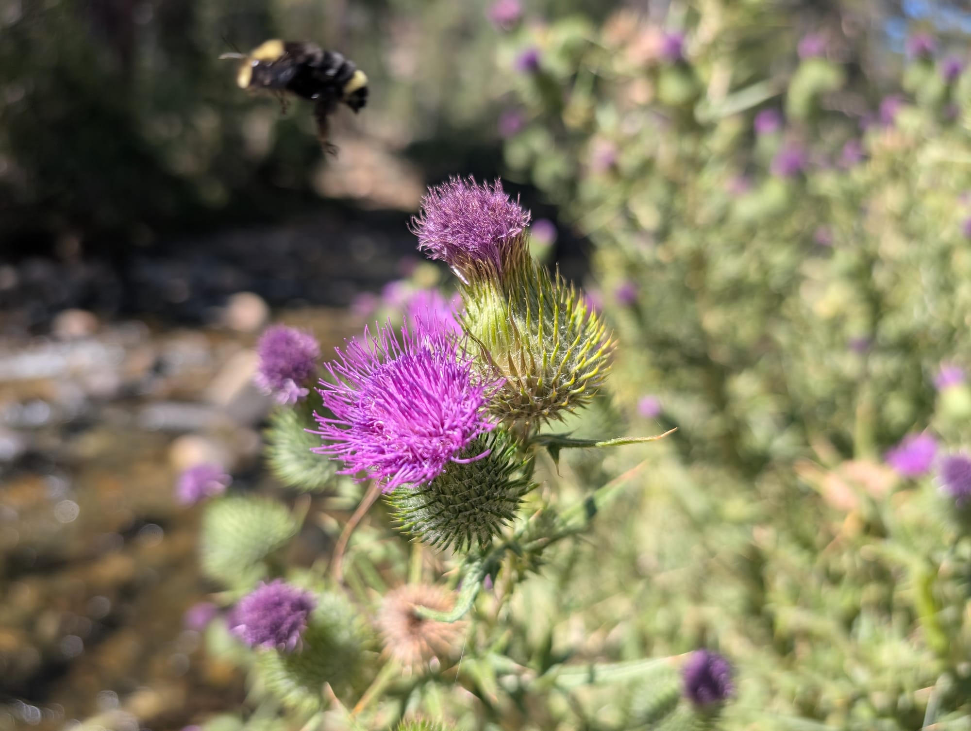 A bee flying away from a spiky purple thistle flower