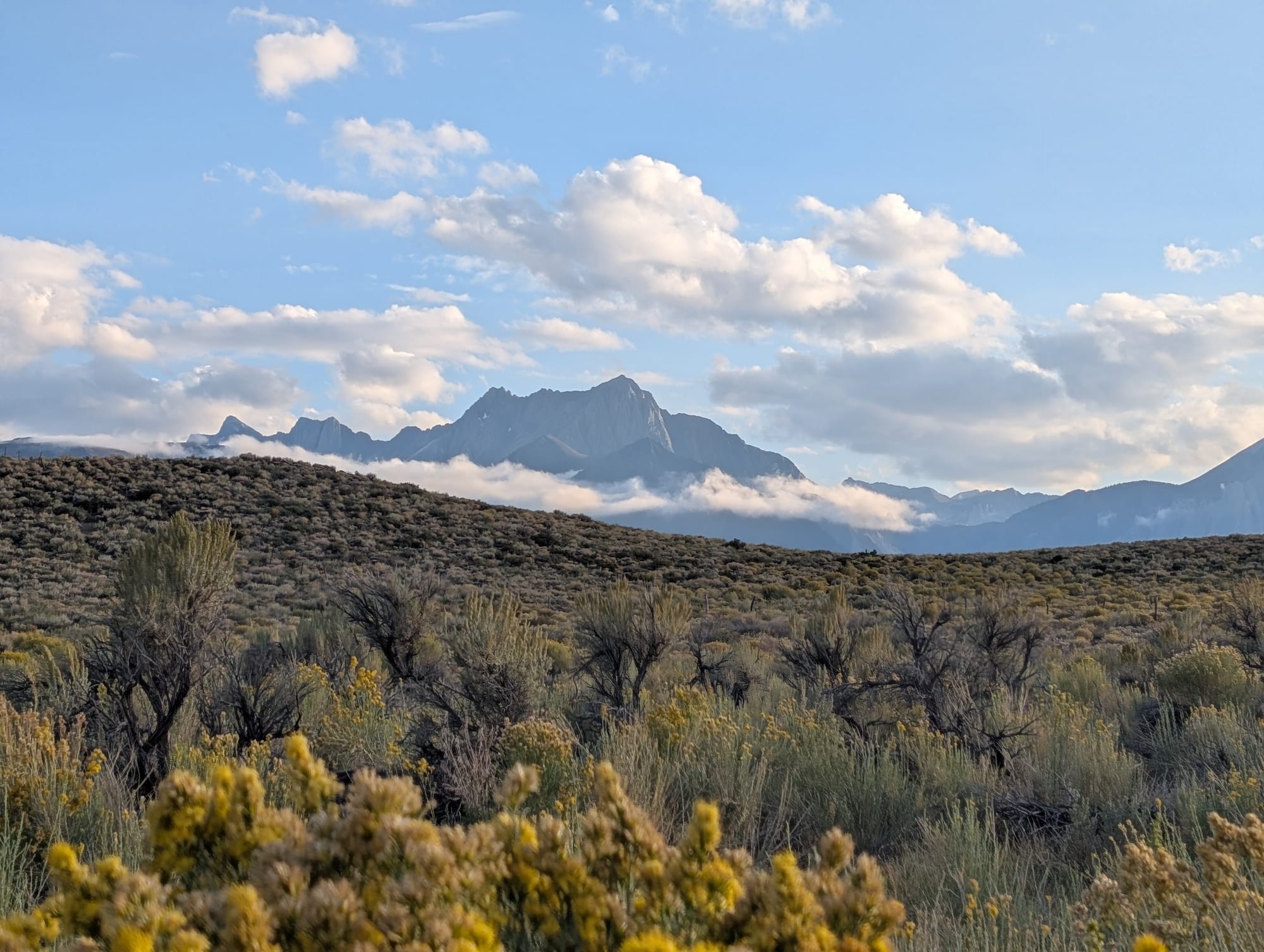 Sage brush and rabbit brush in front of mountains and clouds