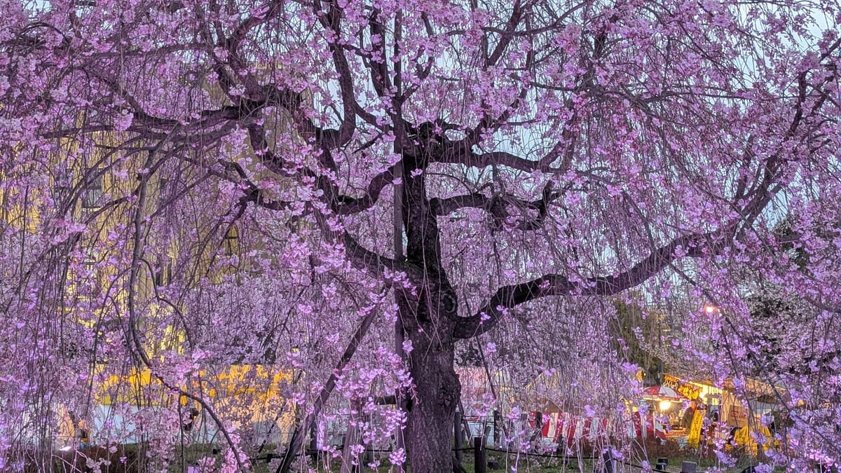 A tree full of cherry blossoms