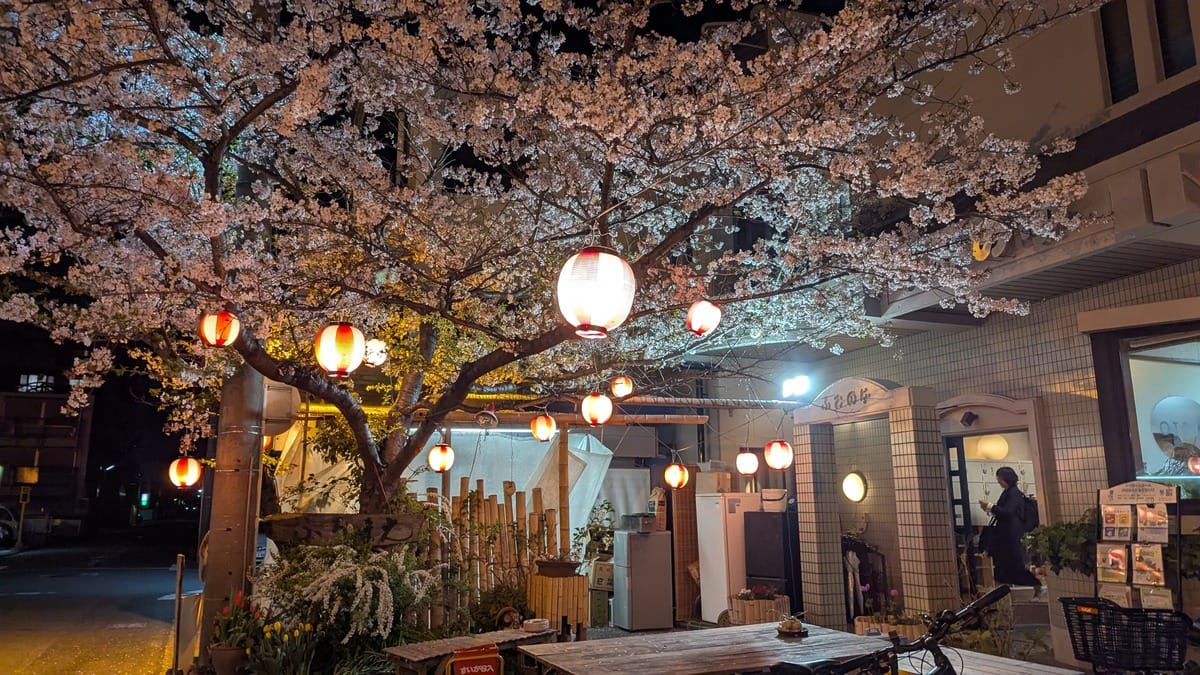 A tree outside a building at night with cherry blossoms illuminated by lanterns