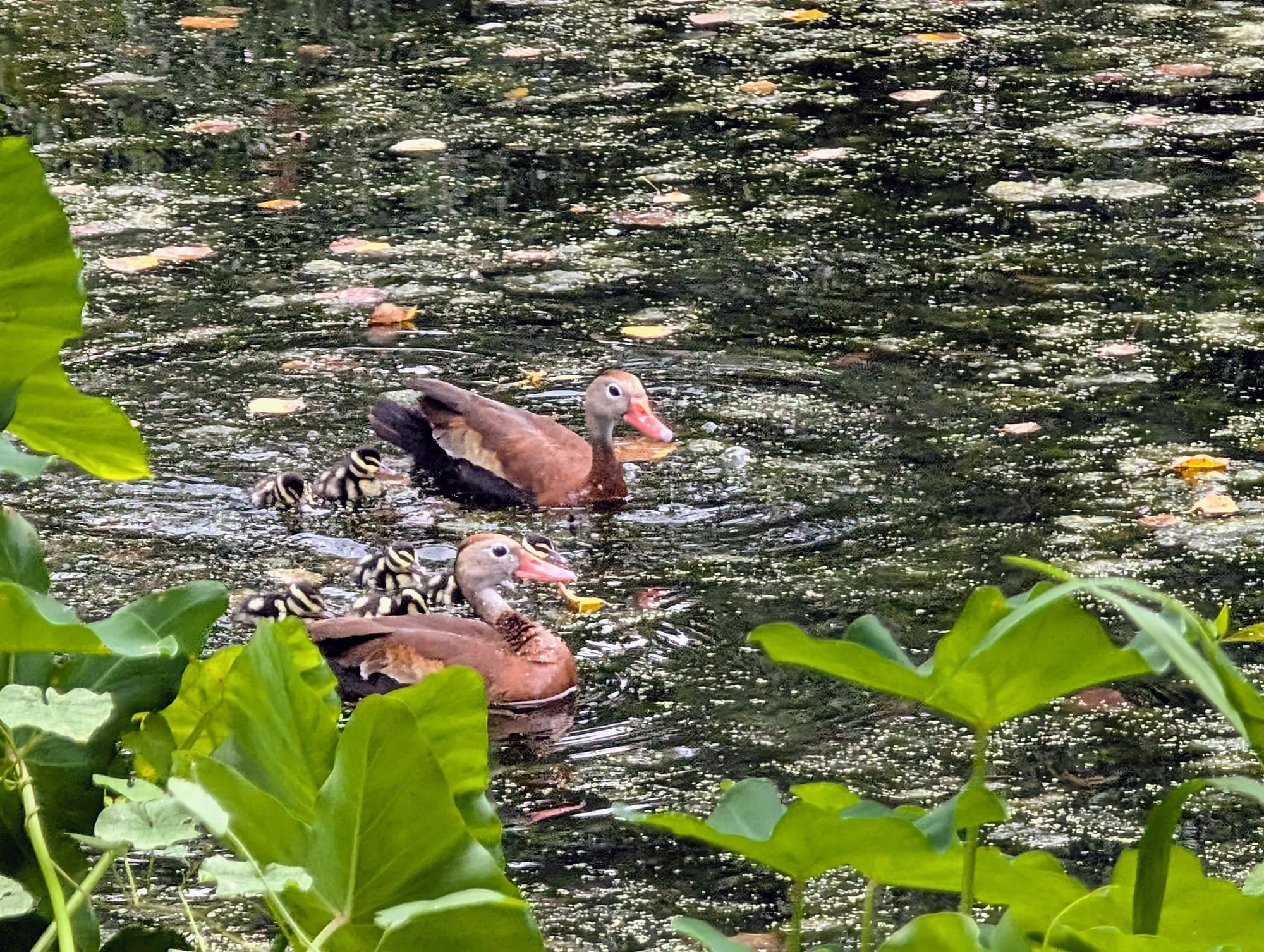 Two black-bellied whistling ducks swimming with six black and yellow striped tiny ducklings