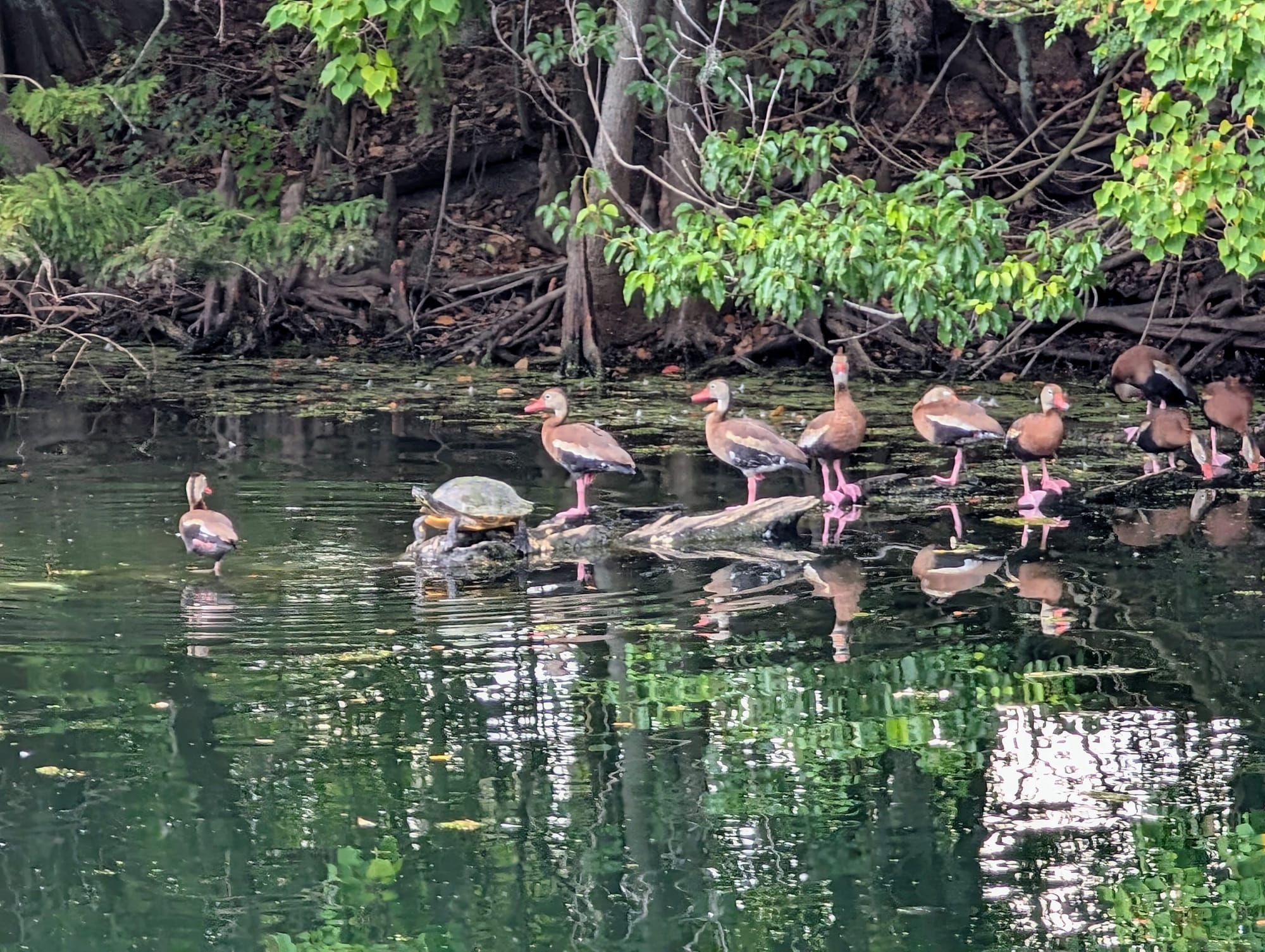 Nine black-bellied whistling ducks stand on a log in water alongside a turtle