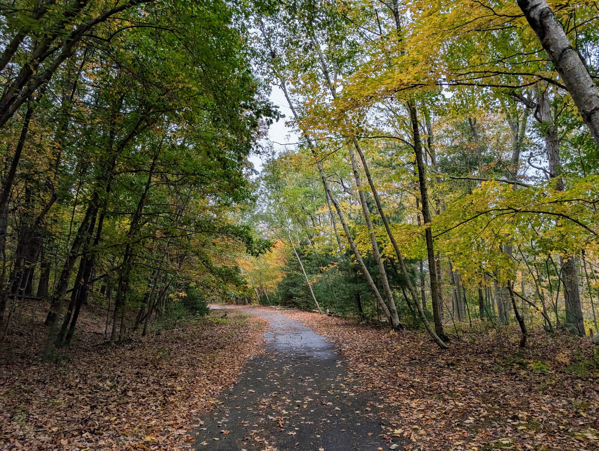 A road among trees with leaves starting to change color
