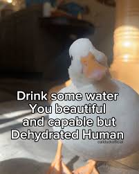 A photo of a pet duck with the text "Drink some water you beautiful and capable but dehydrated human"
