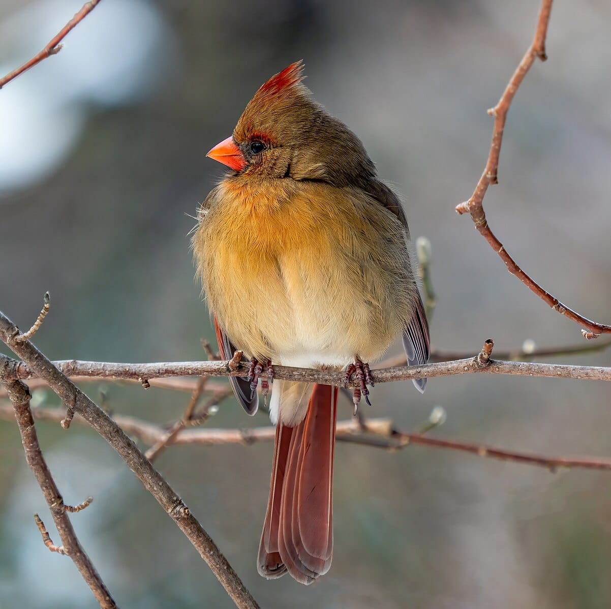 Close up photo of a bird with brown and orange feathers, an orange bill, and a crest on the head