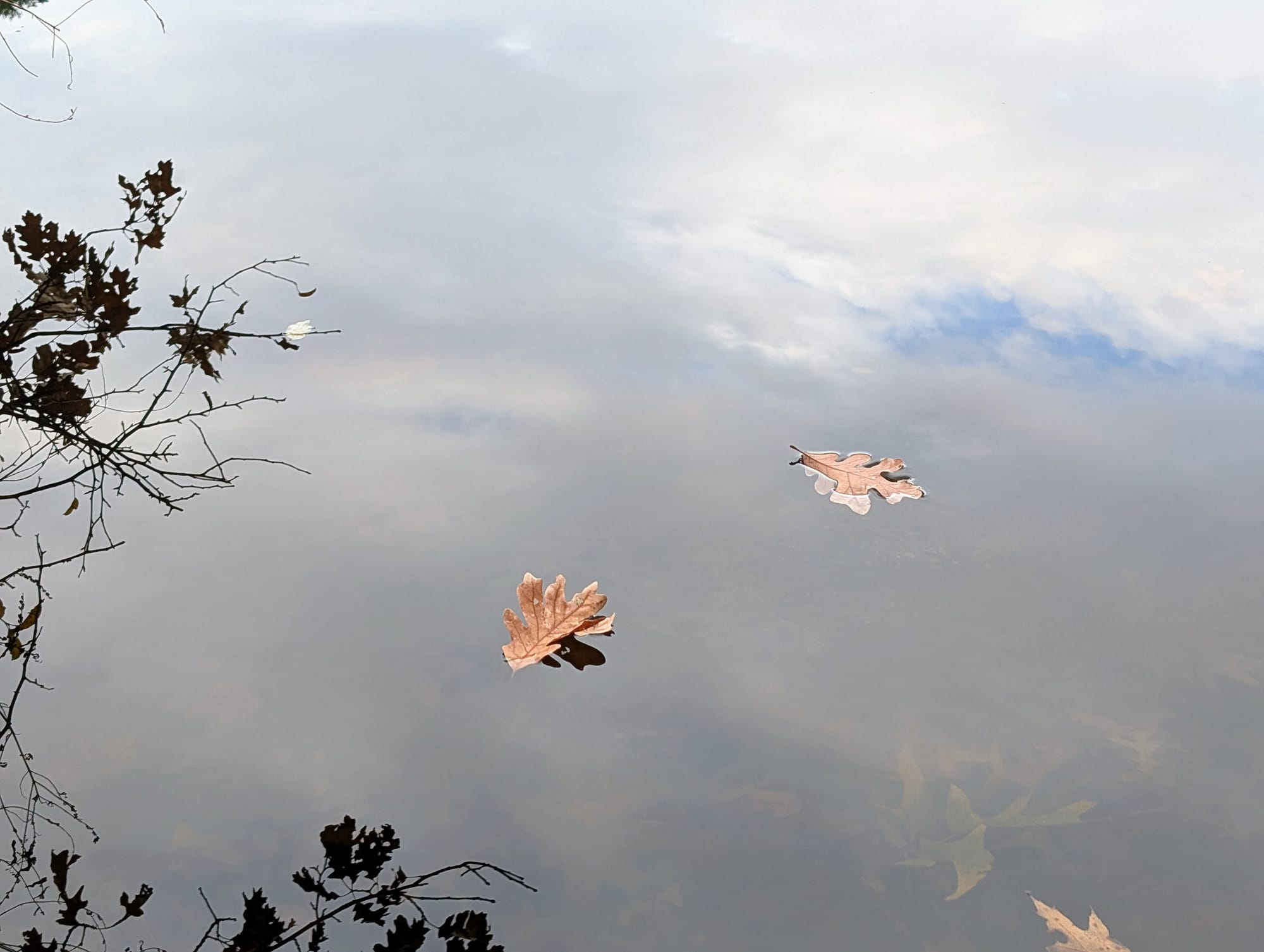 Two dry leaves floating in a mirror-like pond with clouds reflected