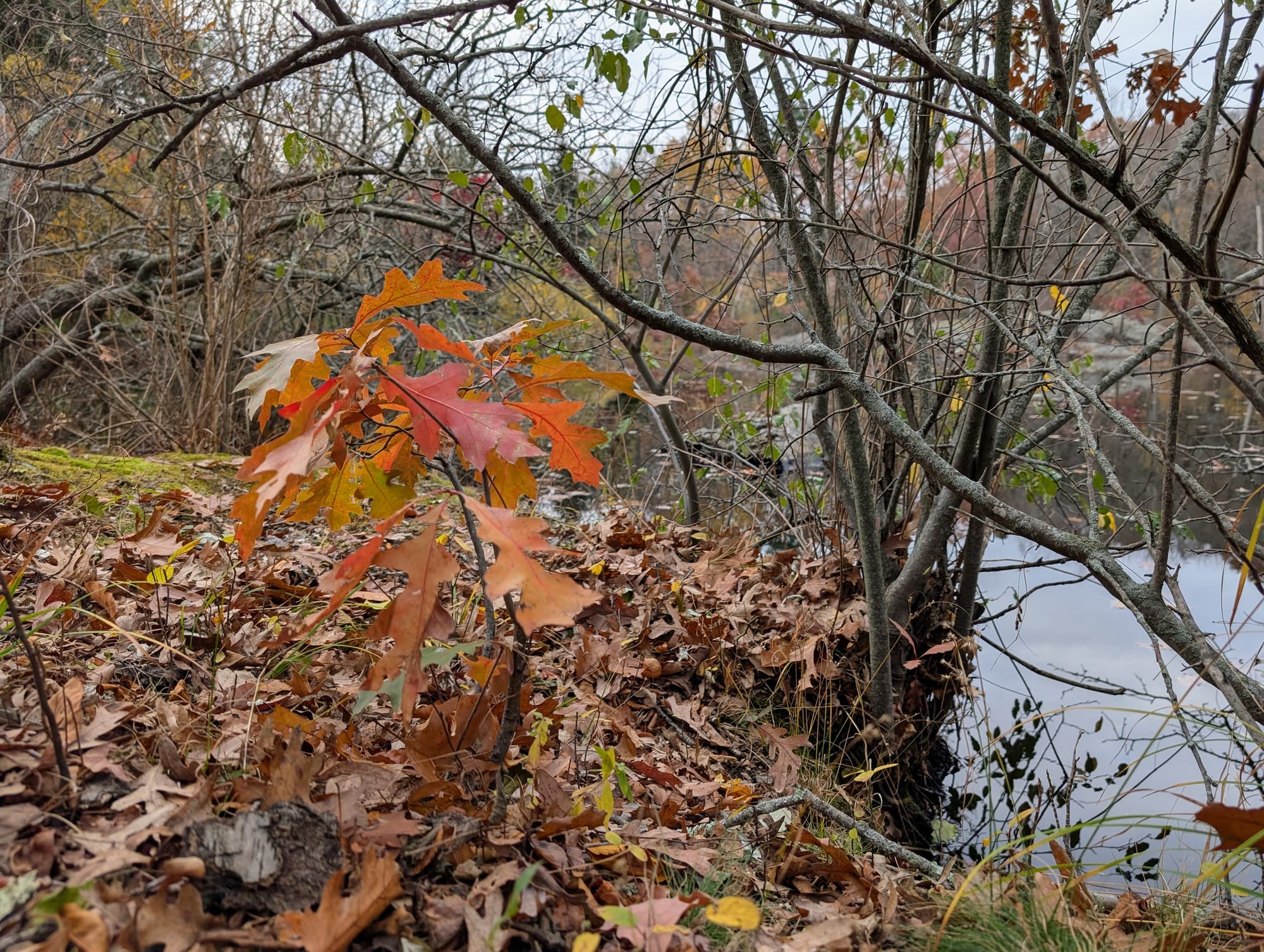 A tiny oak tree with around fifteen leaves that have changed color in the fall.