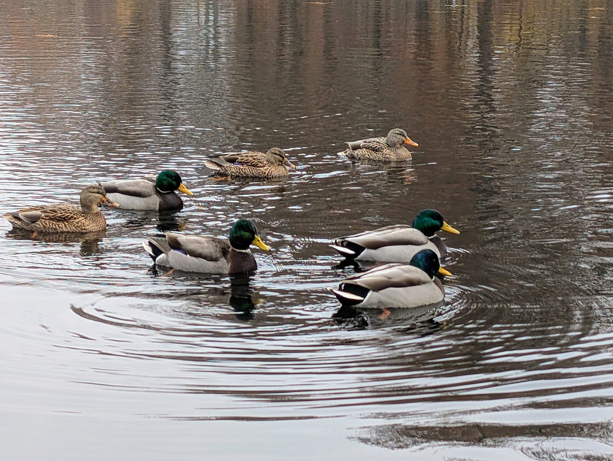 Mallard ducks floating on a pond