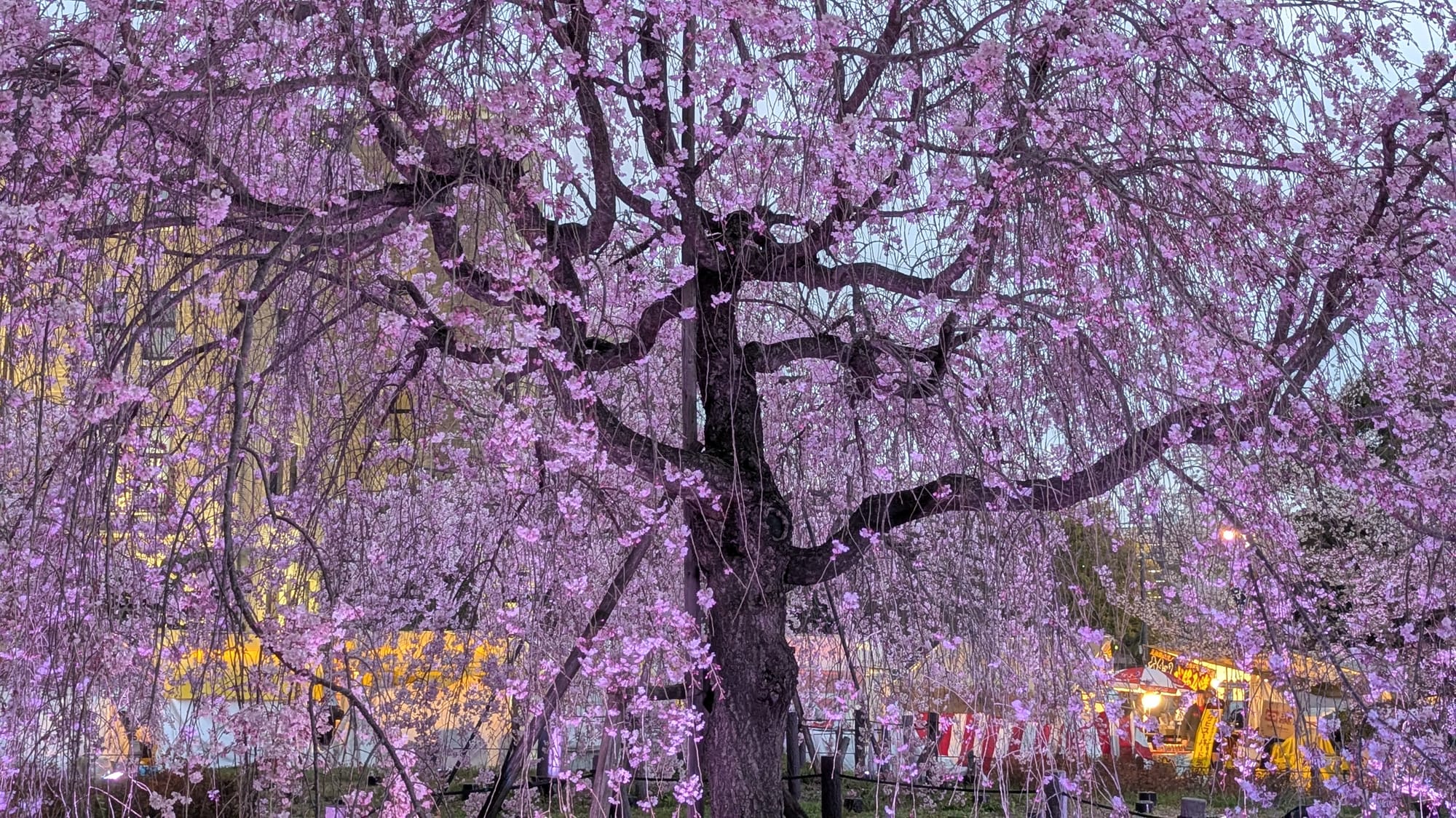 A beautiful pink cherry tree