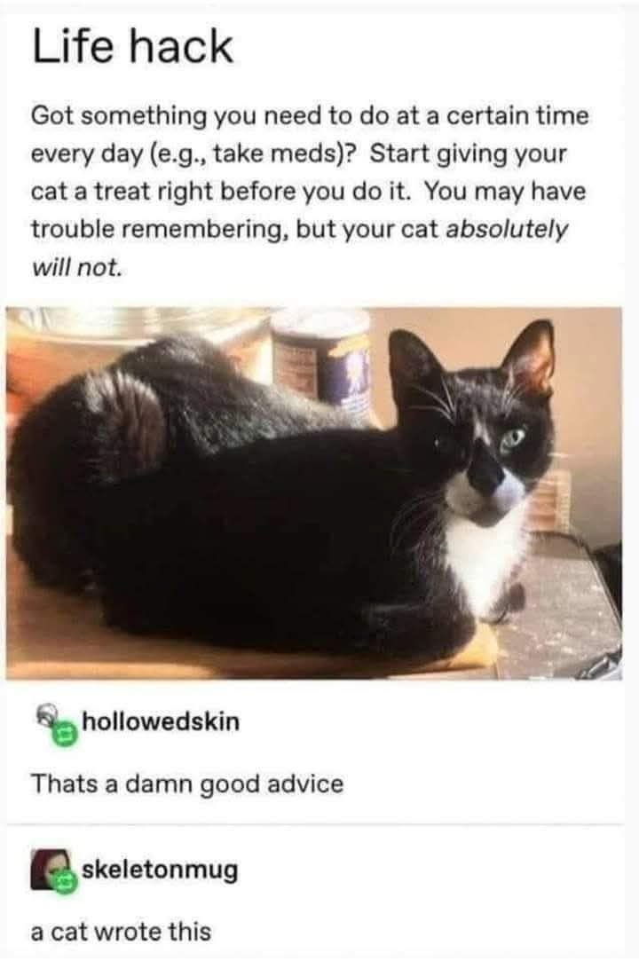 Tumblr screenshot: Life hack. Got something you need to do at a certain time every day (e.g. take meds)? Start giving your cat a treat right before you do it. You may have trouble remembering, but your cat absolutely will not. Replies: That's a damn good advice. A cat wrote this