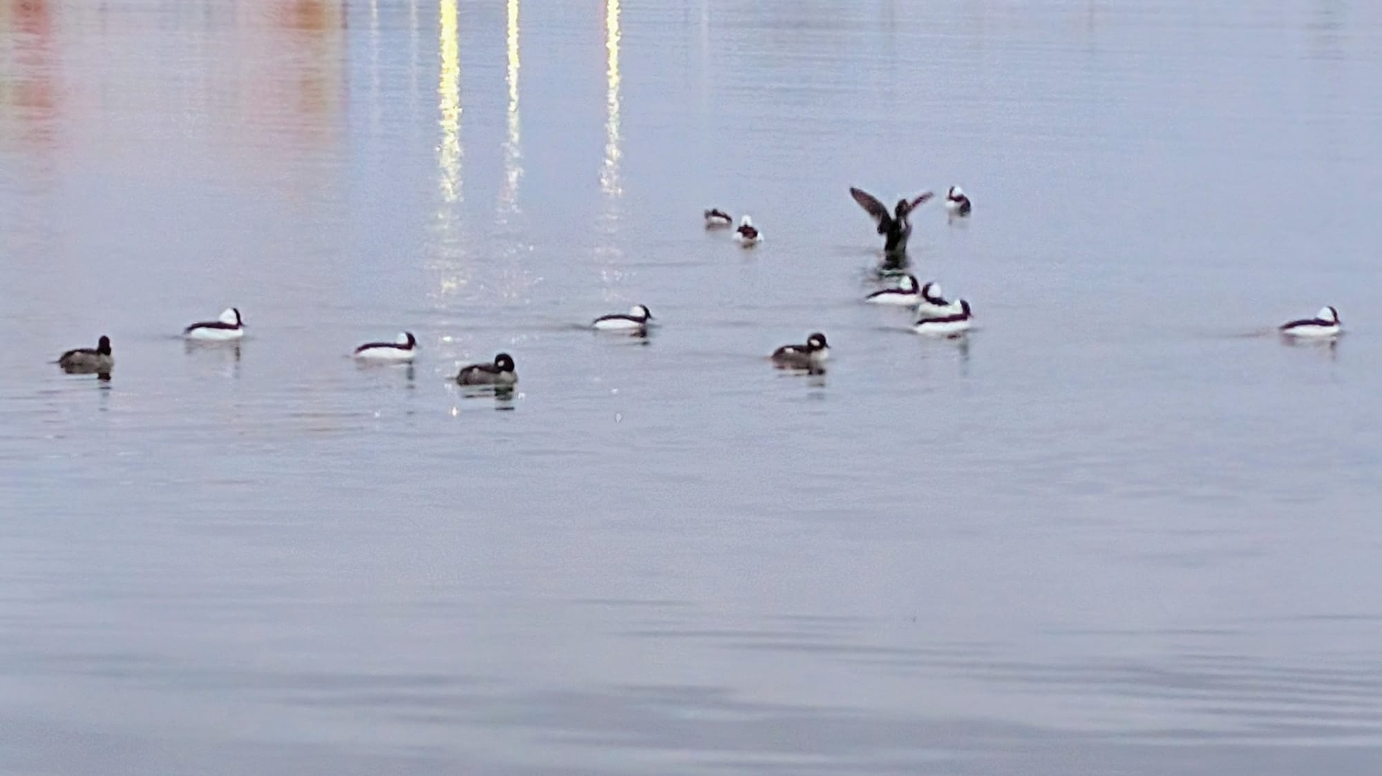 Twelve bufflehead ducks, males and females, floating on the water. One is doing a big wings gesture.