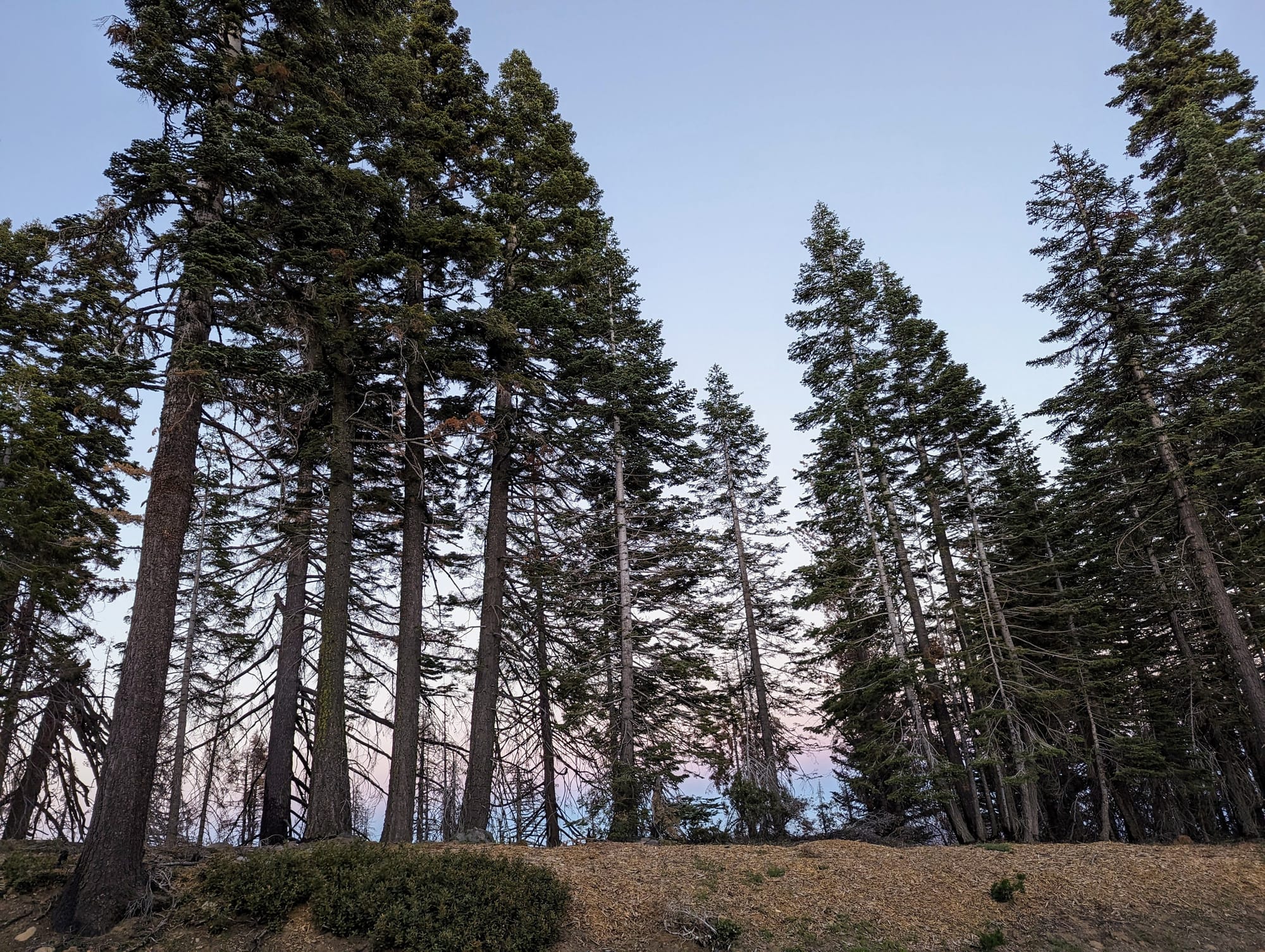 Tall evergreen trees against the sky