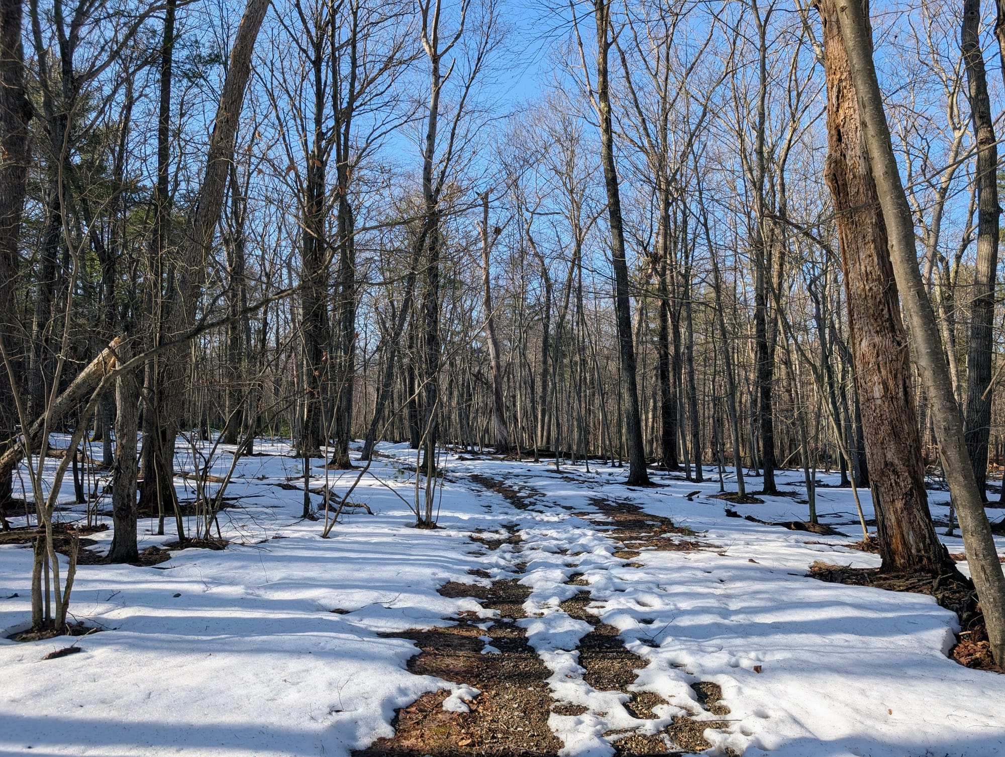 A snowy path through the forest