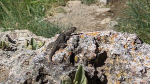 🦎 year of the lizard pushups