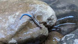 The oldest trees and the wettest hike