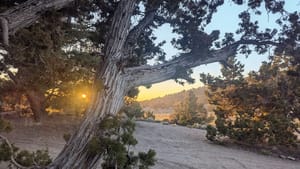 I can't tell what bird that is