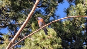 A colorful bluebird sits on a bare branch with pine trees in the background
