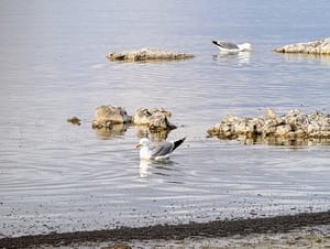 Two California Gulls float on salty Mono Lake, eating alkali flies