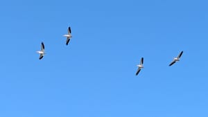 🏳️‍⚧️ How to talk about trans people to kids