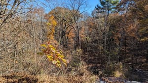 🇺🇸 This is why I voted