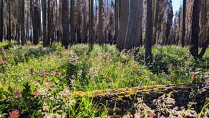 How do we describe ourselves?