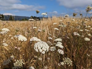 Lise Meitner, physicist who discovered nuclear fission