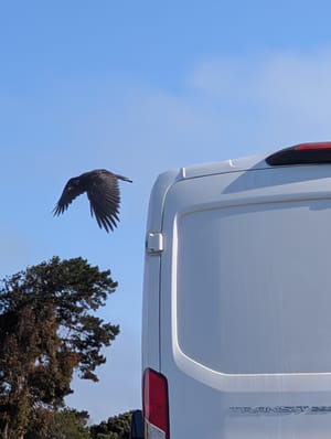 A crow flies away from our van roof where they were just resting.