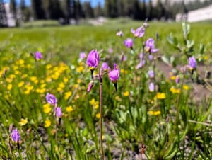 A pink flower in the foreground, blurred yellow flowers in the background