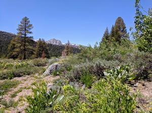 8 Weeks of Rental Van Life