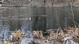Two mallard ducks swim on a pond in the winter